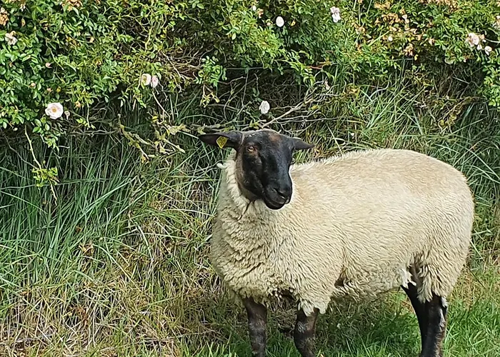 Studio Privatif Et Sa Piscine Aux Agapanthes De Cromel - Le Mont Saint-michel